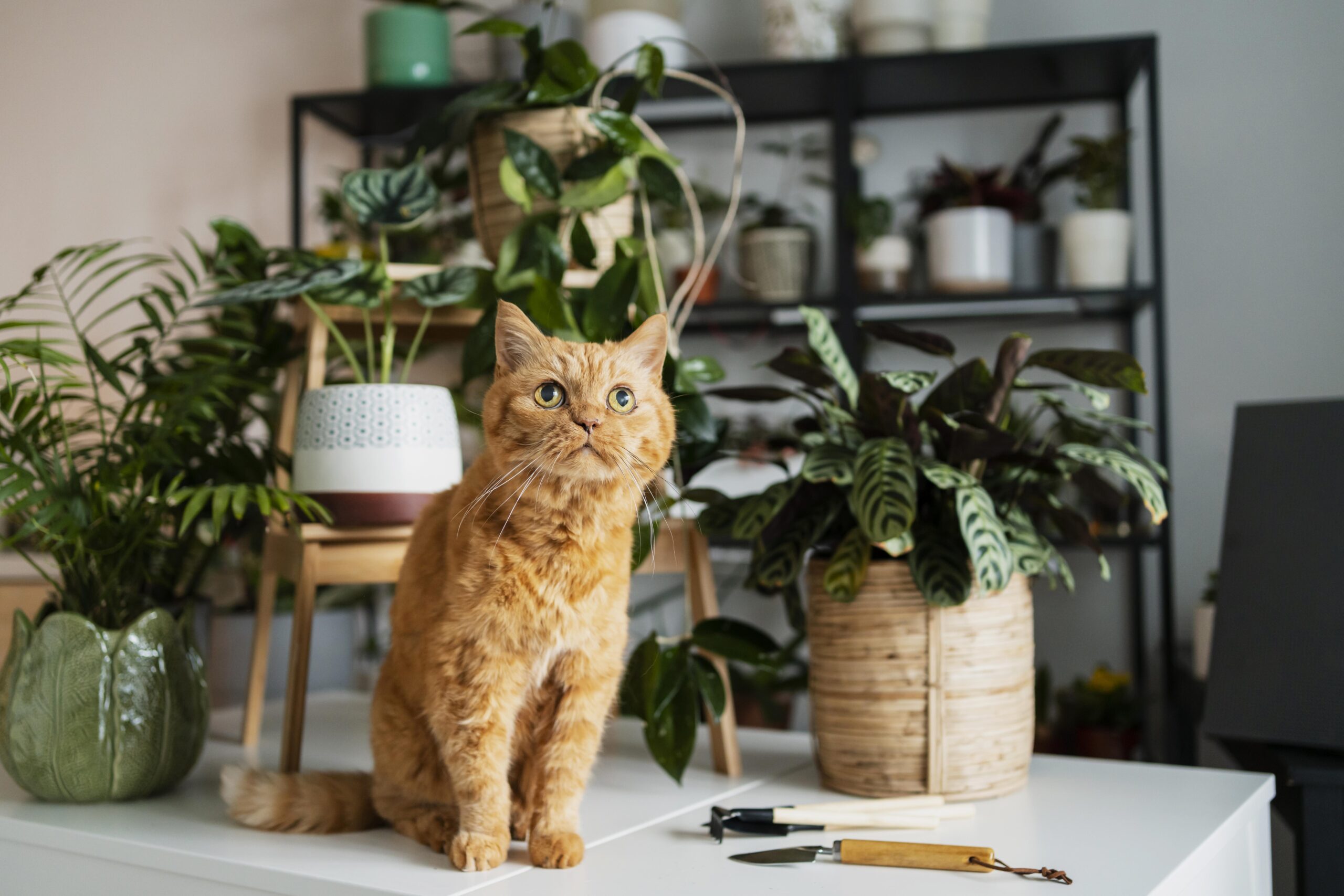 18+ Pet-Friendly Plants That Are Safe for Cats and Dogs