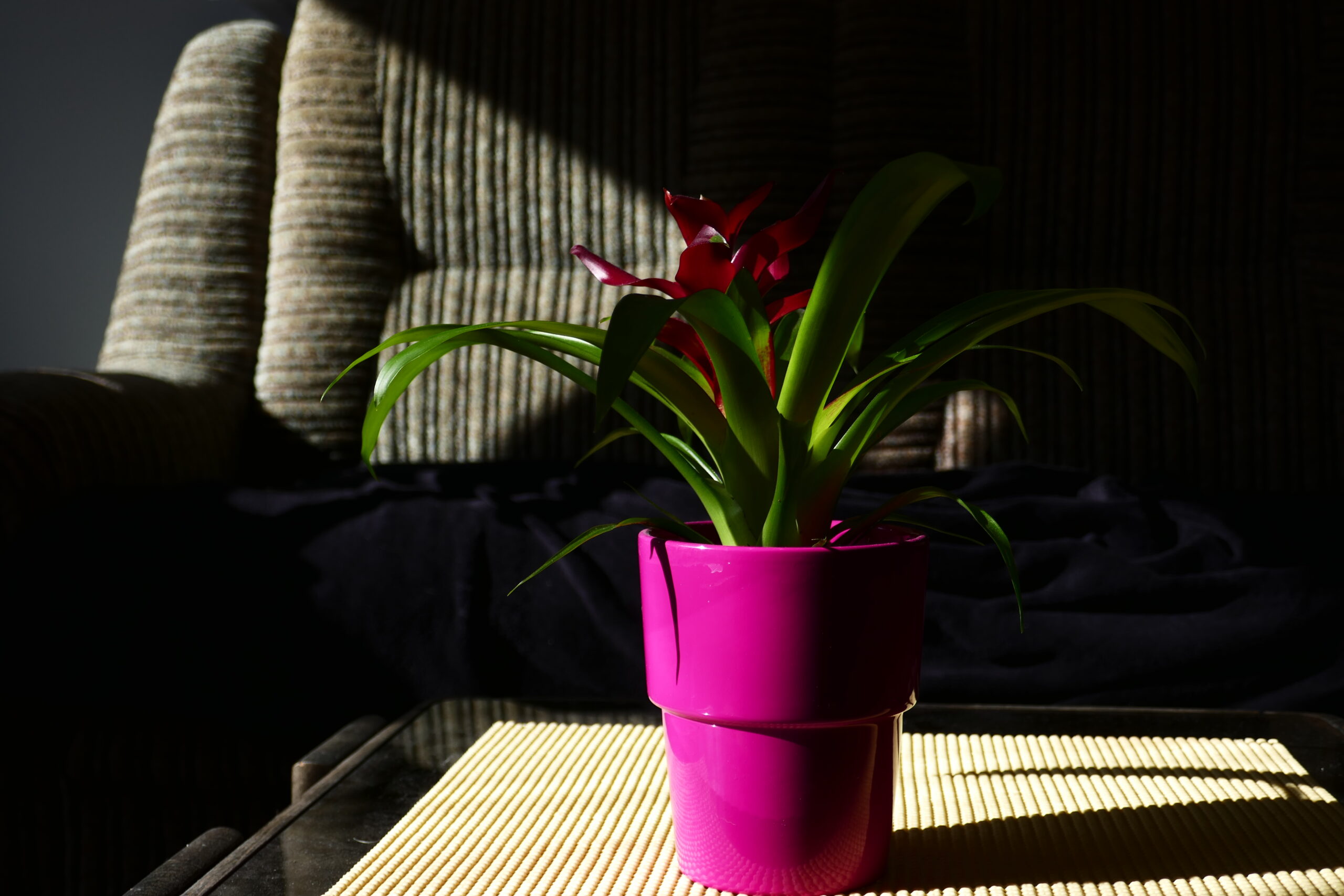 14+ Drought-Tolerant Plants for Lazy Gardeners