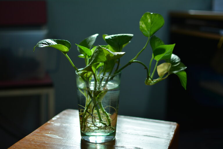 close up potted plant table
