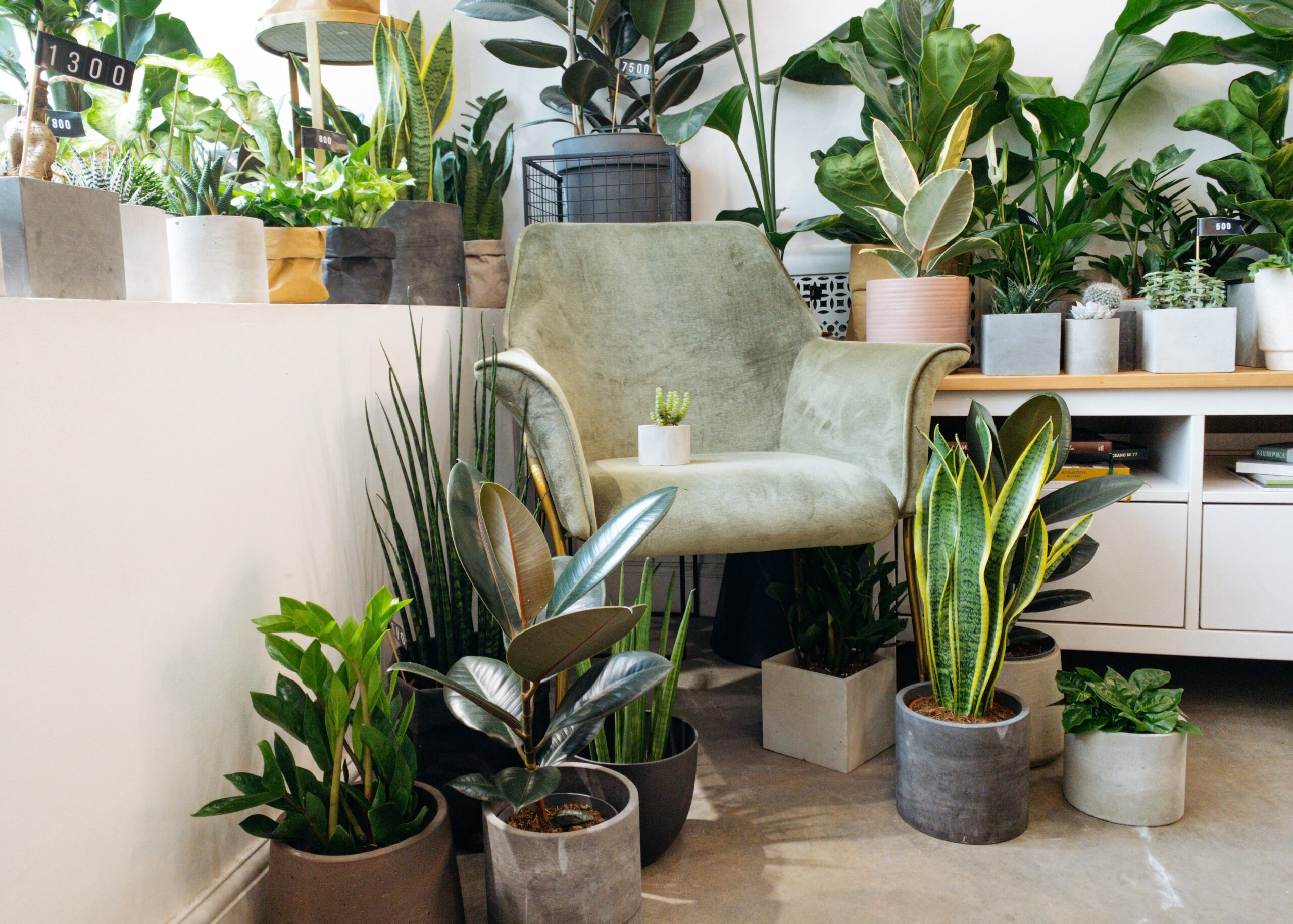 20+ Leafy Green Plants That Look Amazing in Every Room