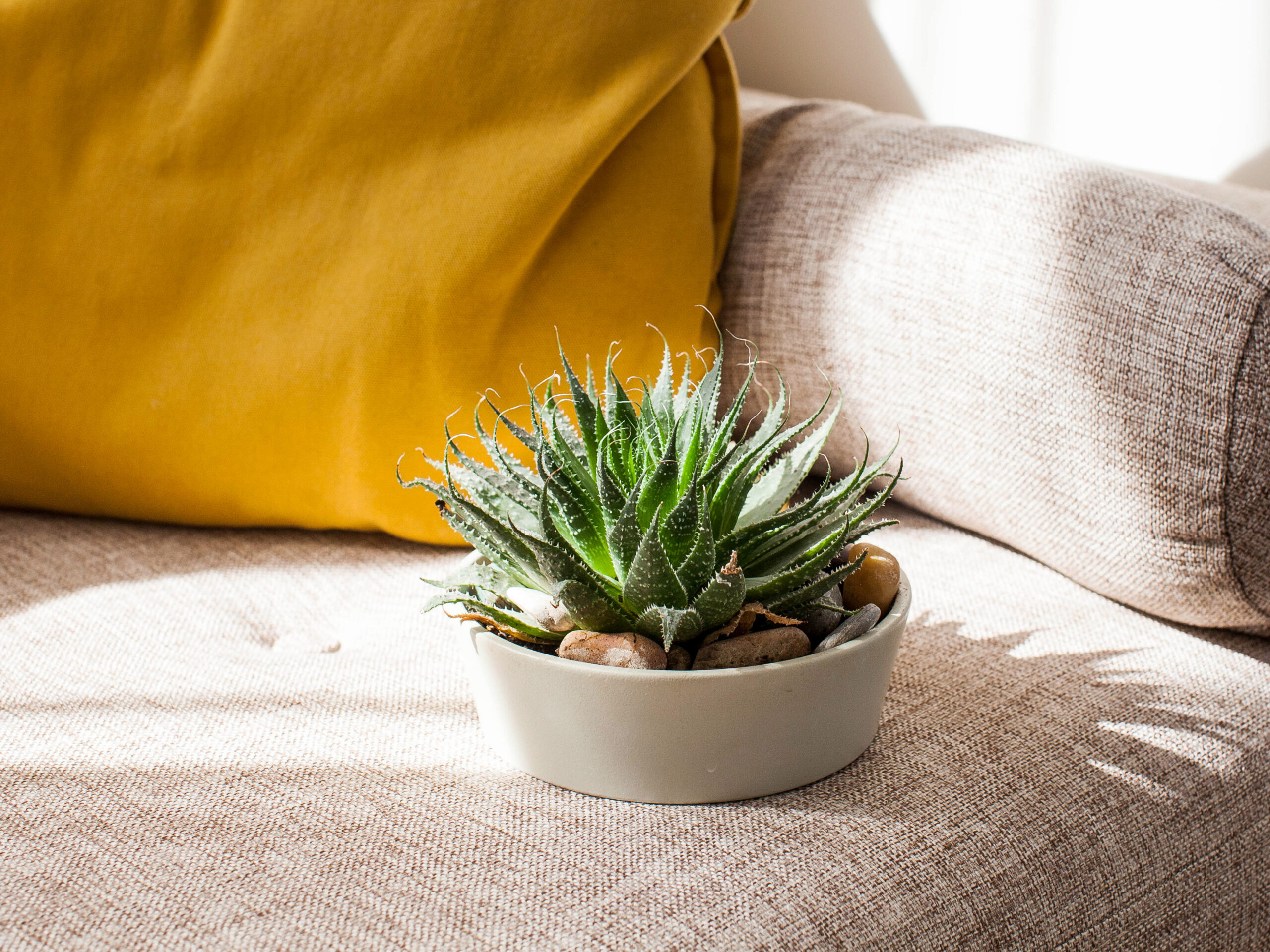 13+ Desert Plants That Add Drama to Your Decor