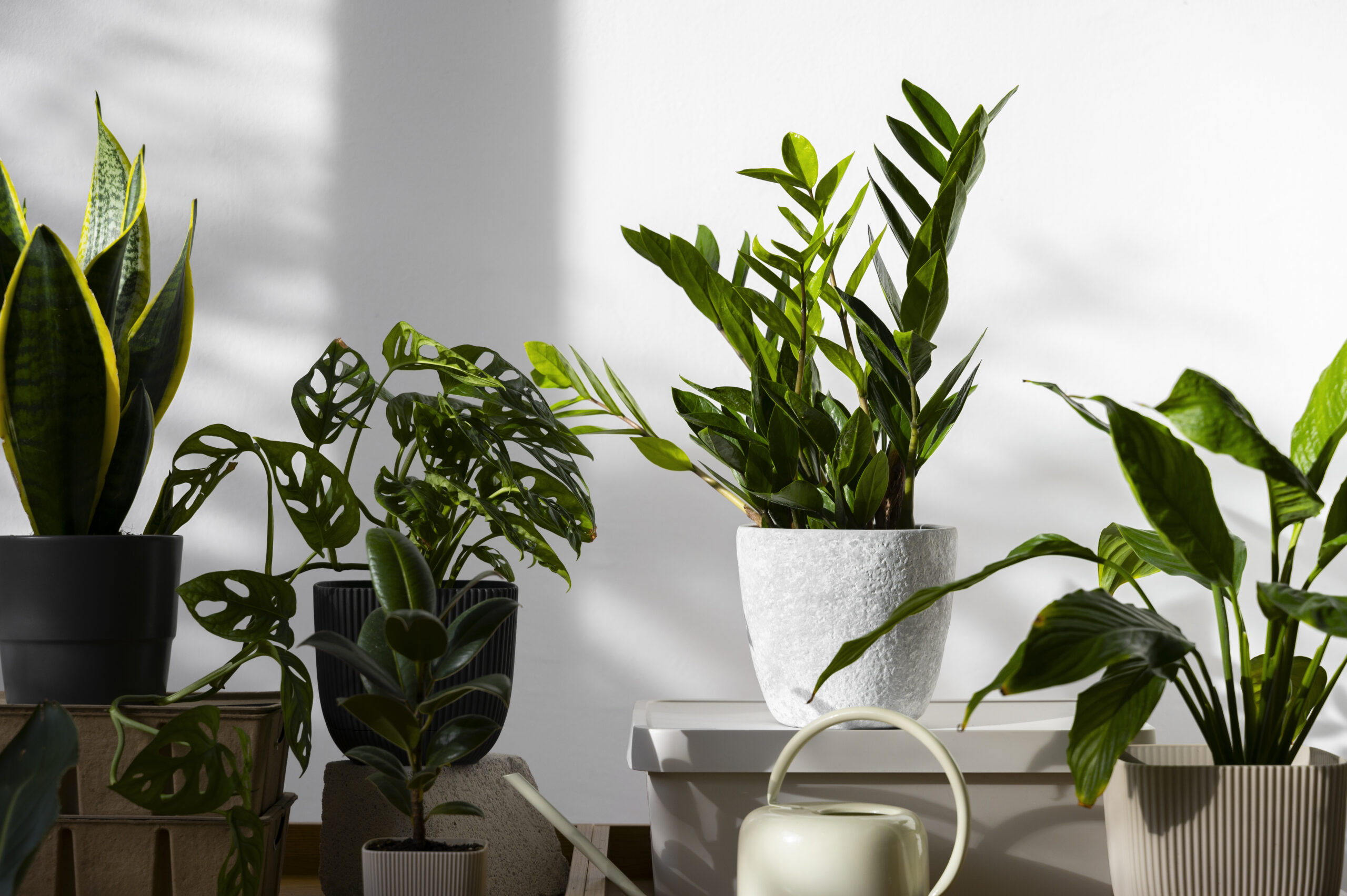 17+ Best Air-Purifying Plants for Your Home