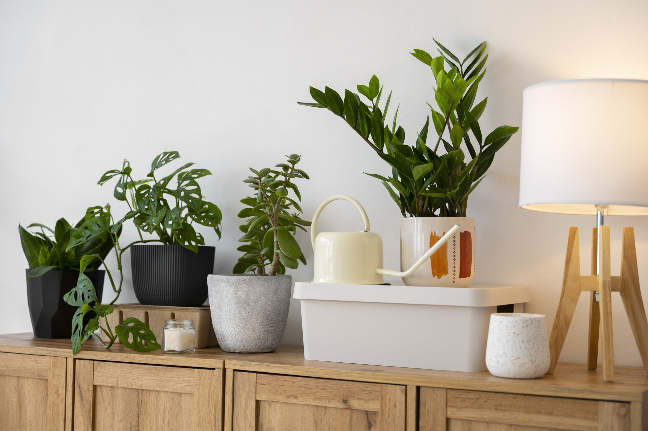 21+ Low Light Indoor Plants That Don’t Need Sunlight