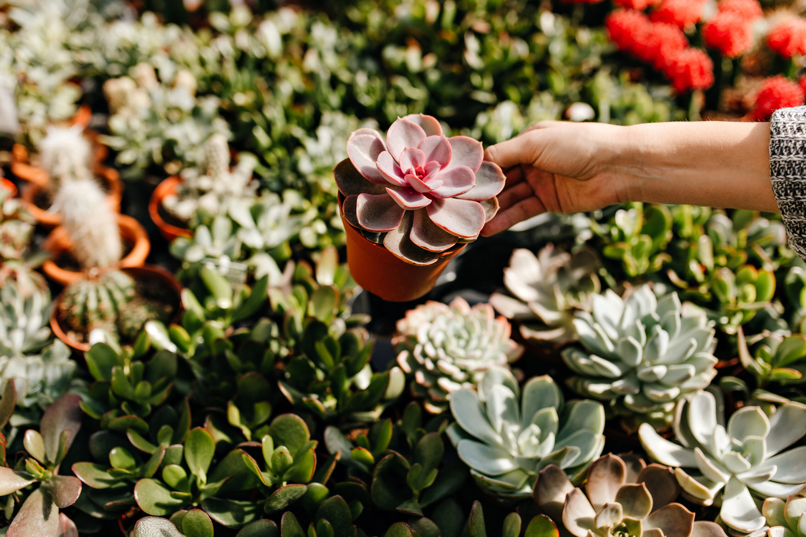 20+ Succulent Varieties to Grow in Any Space