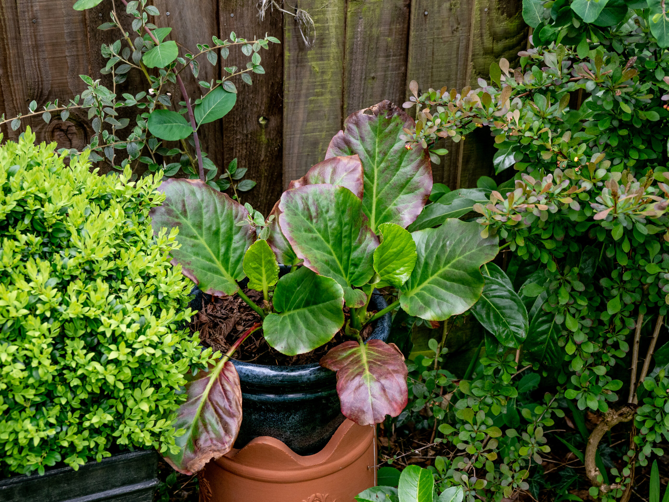 19+ Shade-Loving Outdoor Plants for Low-Light Gardens