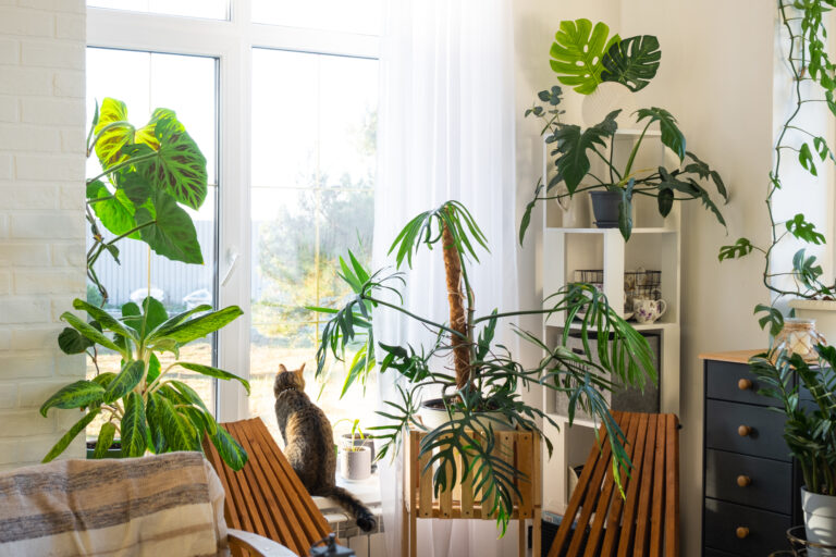tropical indoor plants interior room white loft country house wooden furniture firewood fireplace sunlight houseplant growing caring potted plant green home cottage