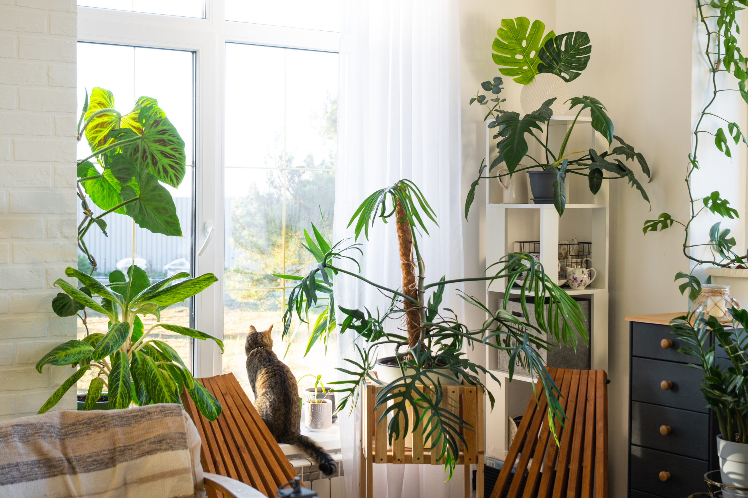 16+ Tropical Plants That Bring Jungle Vibes Indoors