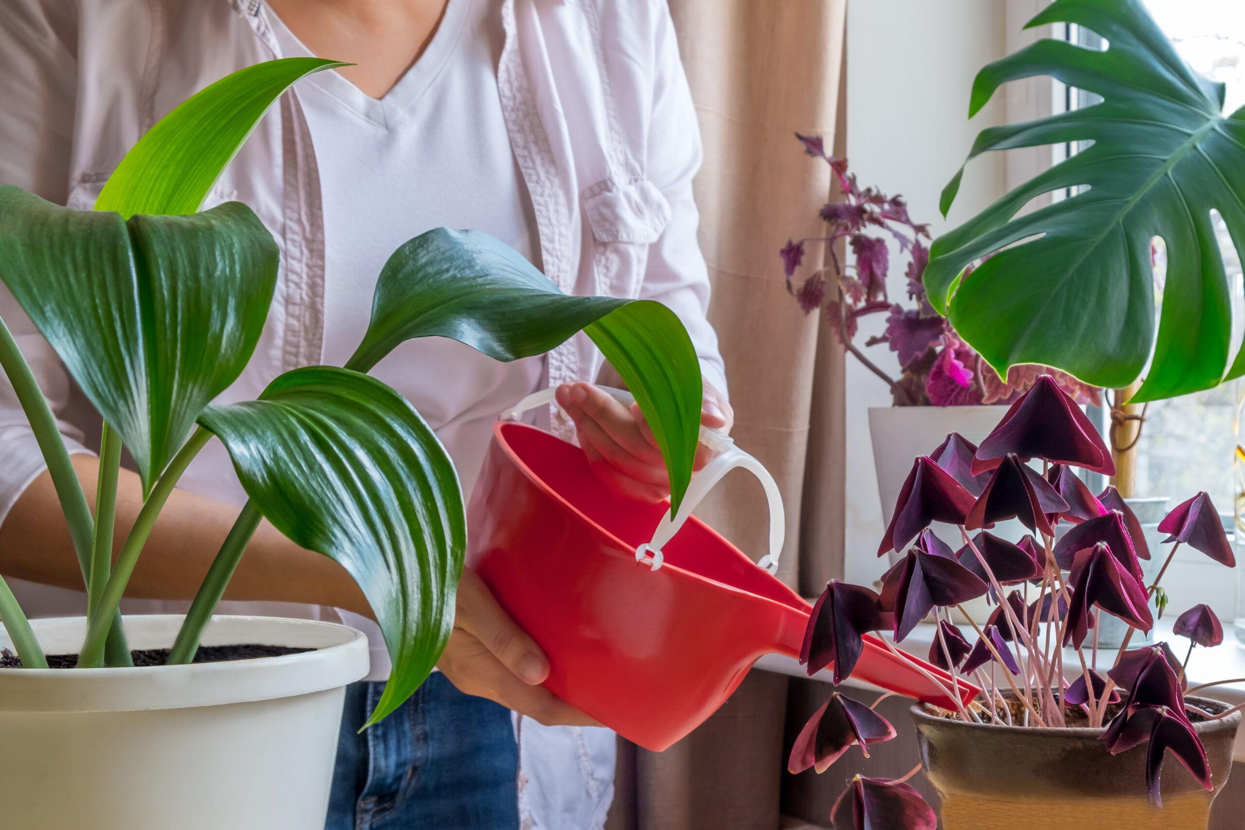 20+ Fast-Growing Indoor Plants You’ll Love