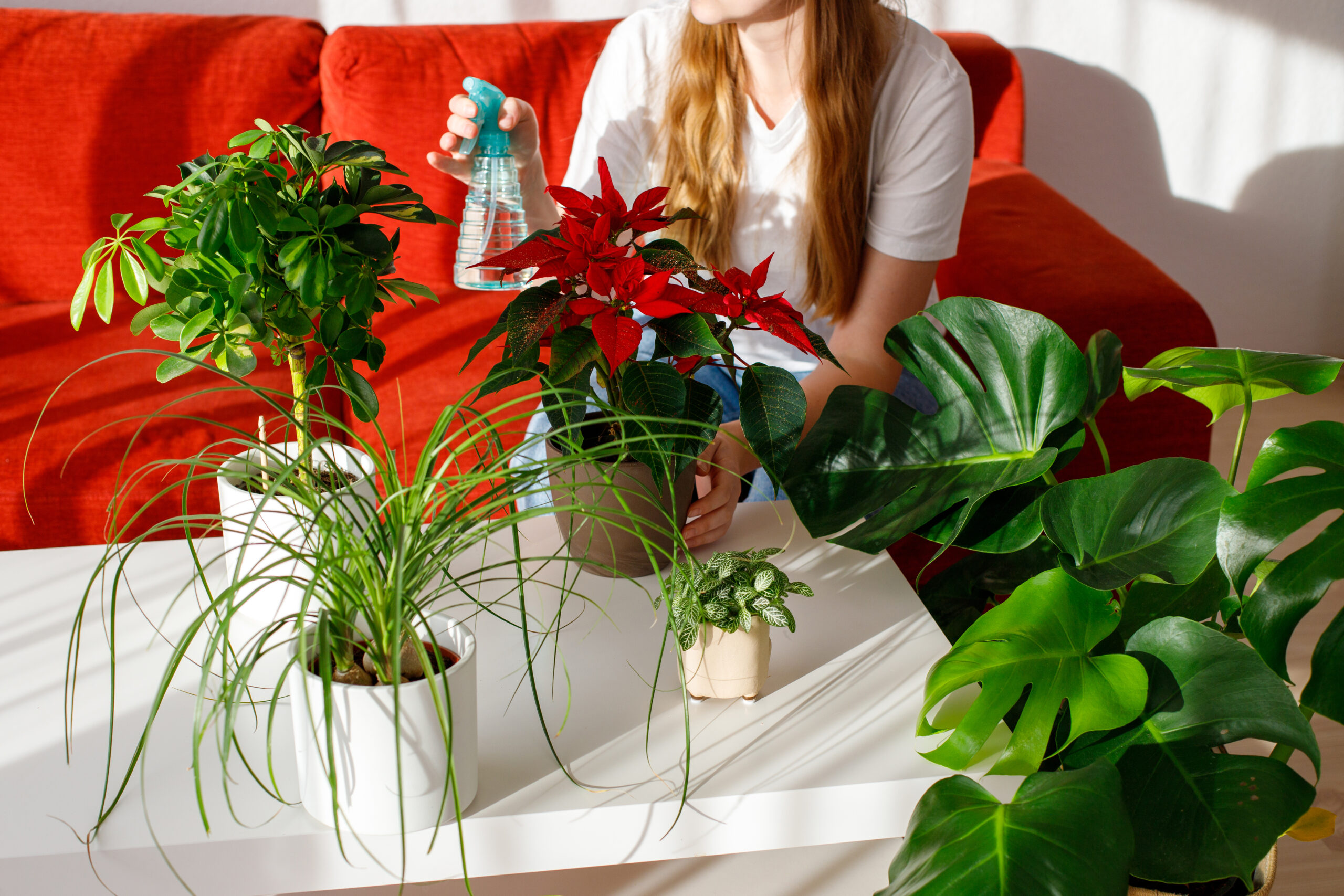 19+ Easy-Care Houseplants for Beginners